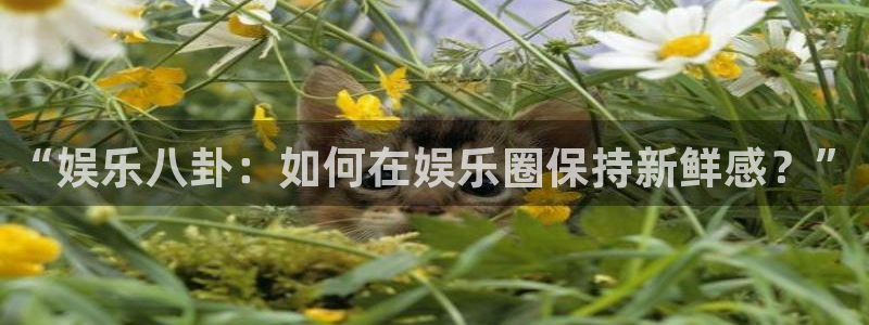 旺财28官网入口