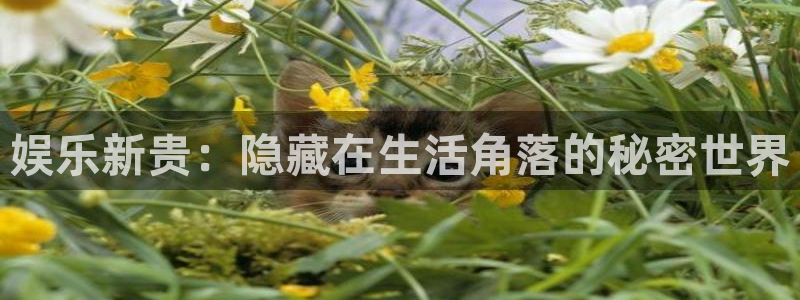 旺财28强制退款流程详解