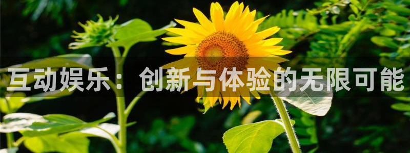旺财28-ng大舞台,有梦你就来：互动娱乐：创新与体验的无限可能
